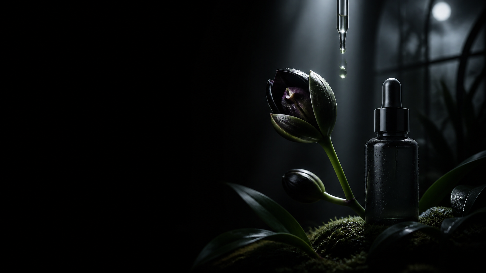 Black orchid opening beside a dark serum bottle